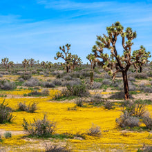 Load image into Gallery viewer, Joshua Tree (Minimalist)