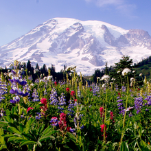 Load image into Gallery viewer, Mount Rainier
