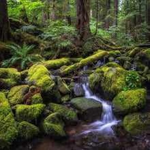 Load image into Gallery viewer, Olympic (Minimalist)