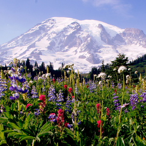 Mount Rainier (Minimalist)