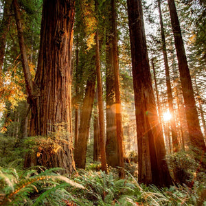 Redwood (Minimalist)